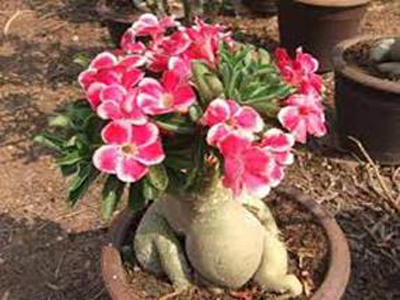 Rosa do Deserto