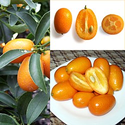 quincã