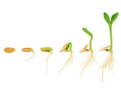 Germinação
