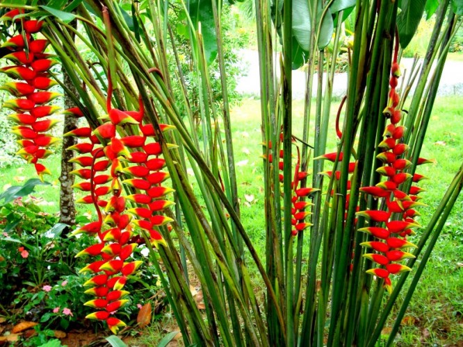 Helicônia