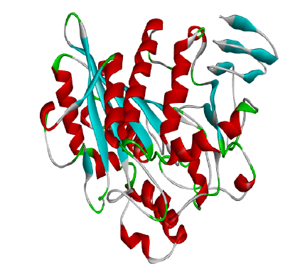 Lipase