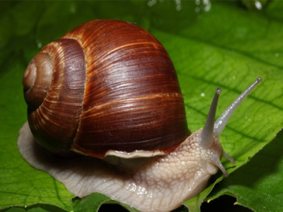 Malacologia