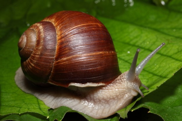  Malacologia
