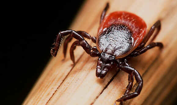 Doença de Lyme