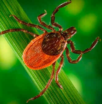  Doença de Lyme