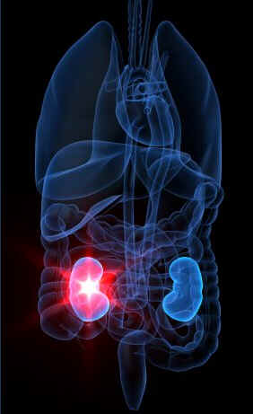 Veia renal