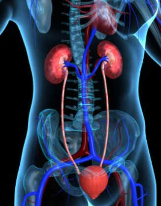 Veia renal