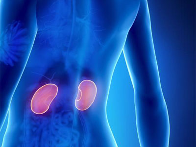 Córtex Renal