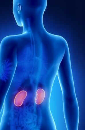 Córtex Renal