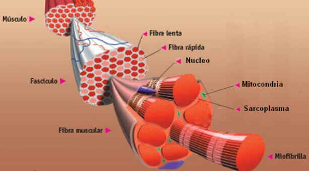 Fibra muscular