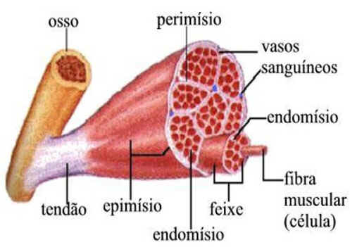 Músculo Esquelético