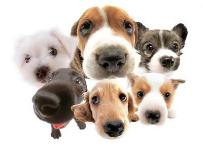Animais Sociais