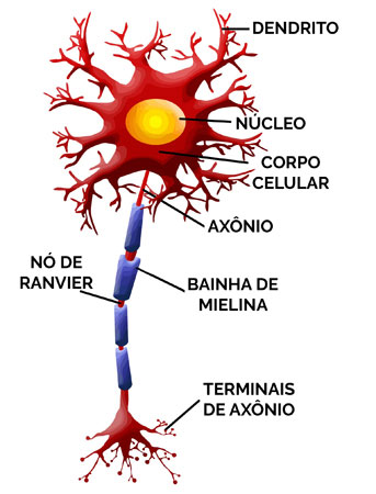 Dendritos