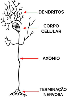 Dendritos