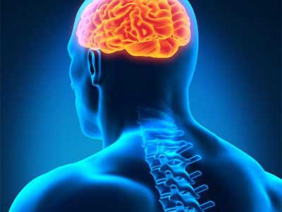 Meninges