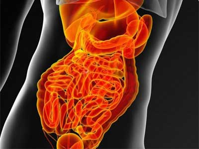 Metabolismo