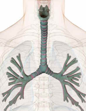 Endoderma Endoderma
