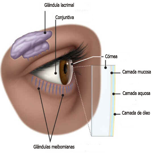 Glândula lacrimal