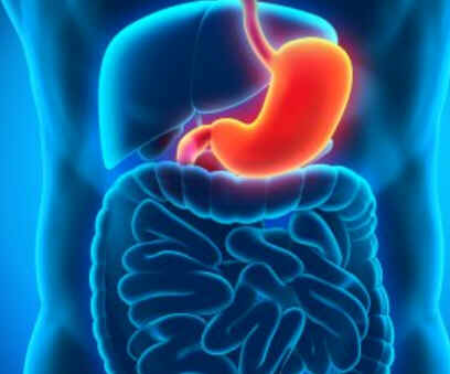 Mucosa gástrica Mucosa gástrica
