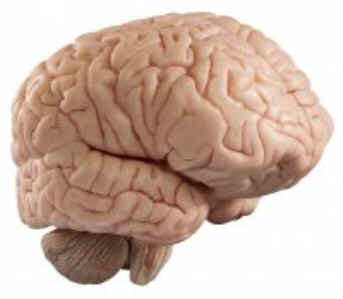 Neurofisiologia Neurofisiologia