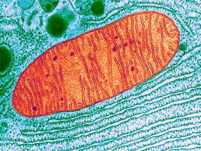 Aerobiose