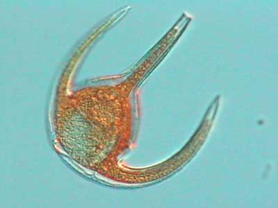 Algas Dinophytas