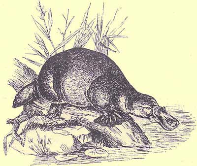 Monotremados