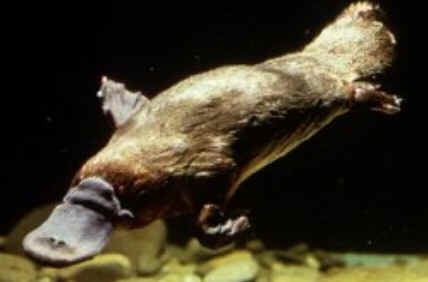 Monotremados