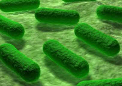 Endotoxinas Endotoxinas