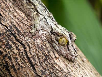 Camuflagem