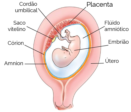 Córion