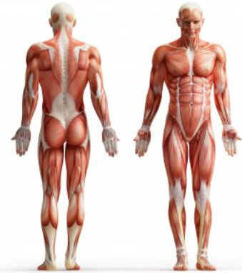 Hipertrofia muscular
