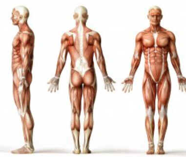 Hipertrofia muscular