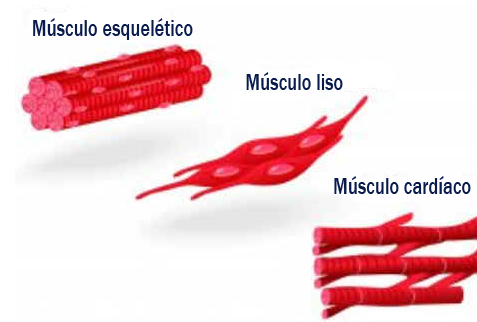 Hipertrofia muscular