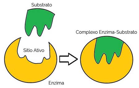 Teoria do Encaixe Induzido Teoria do Encaixe Induzido