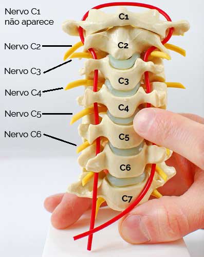 Coluna Cervical