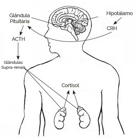 Cortisol