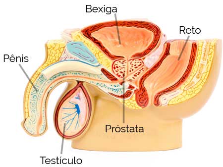 Escroto