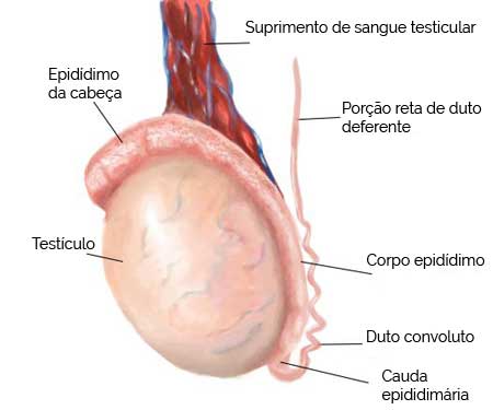 Escroto