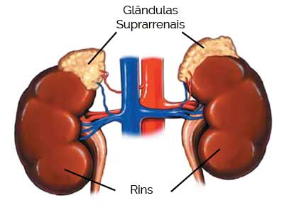 Glândulas Suprarrenais