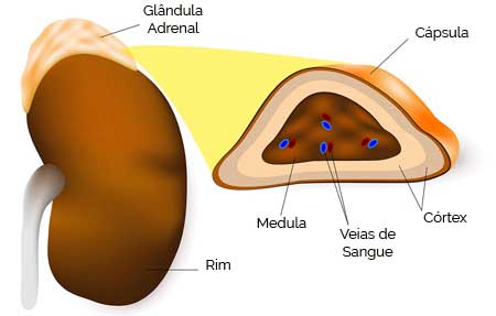 Glândulas Suprarrenais