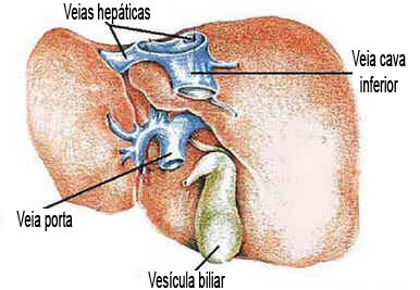 Hipertensão Portal