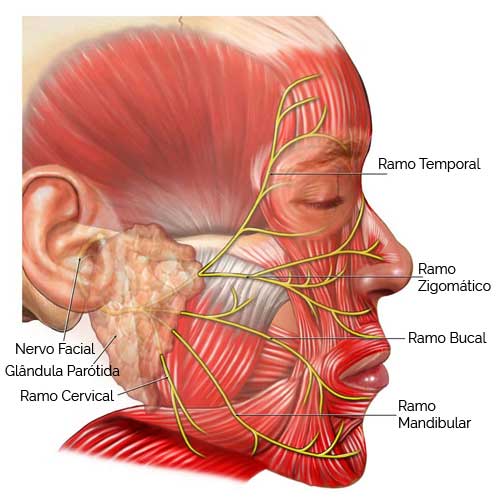 Nervo Facial
