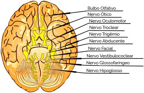 Nervos Cranianos