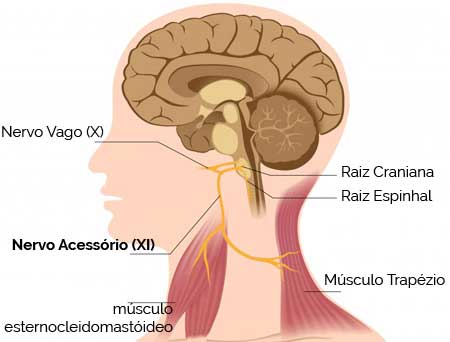 Nervos Cranianos