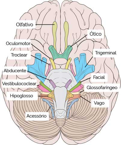 Nervos Cranianos