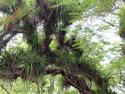 Plantas Epífitas