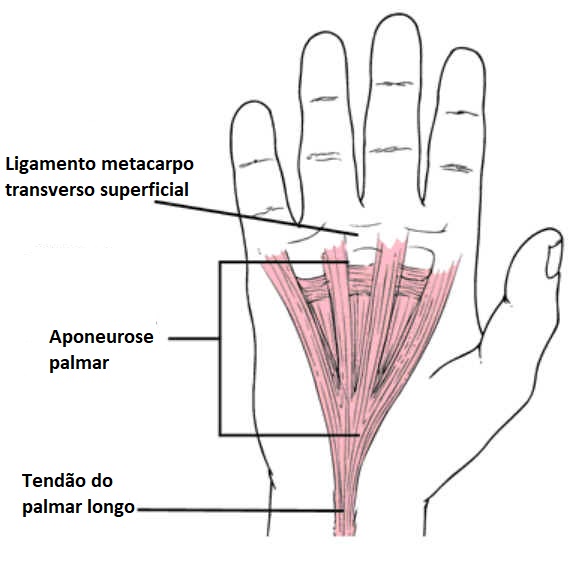 Aponeurose palmar Aponeurose palmar