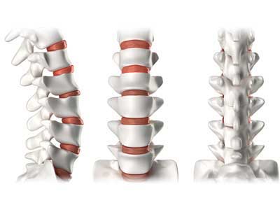 Coluna Vertebral