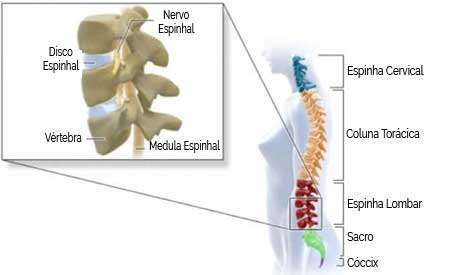 Coluna Vertebral